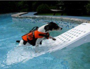 Klimatologische bergen meel afdrijven Zwemmen met hond? Kies deze unieke loopplank voor honden!